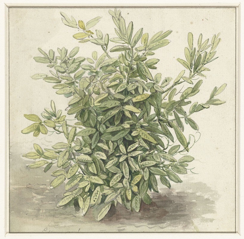 Studie van een laurierstruik by Аноним, 1700 - 1800 — digital art print download