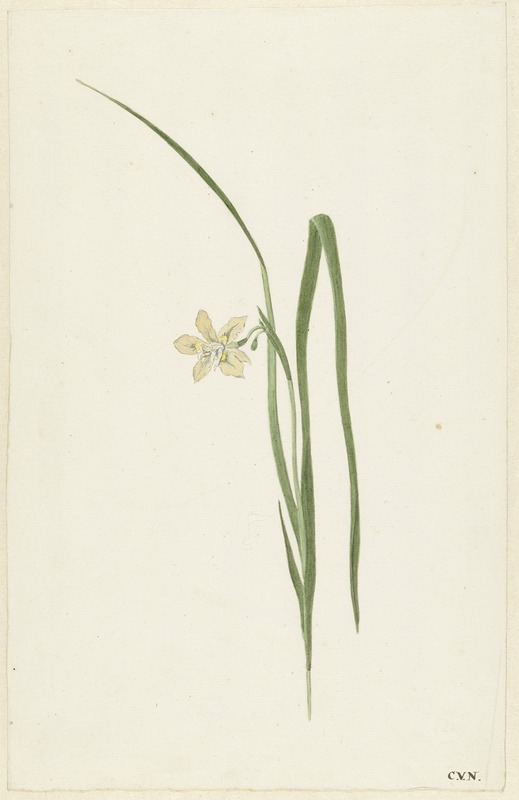 Iris by Cornelis van Noorde, 1741 - 1795 — digital art print download