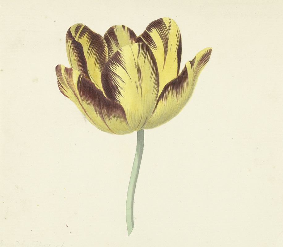 Tulp genaamd Bizard Le Febure No. 1 by Корнелис ван Норде, 1741 - 1795 — digital art print download