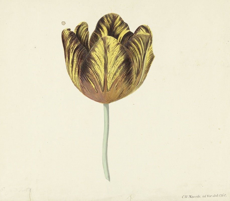Tulp genaamd Bizard Sub. A by Cornelis van Noorde, 1765 — digital art print download