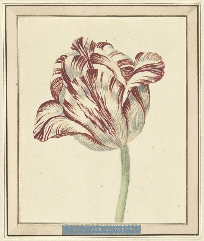 Tulp, met de naam Bisar, Kardinaal de Fleuri — Daniël Marot the younger