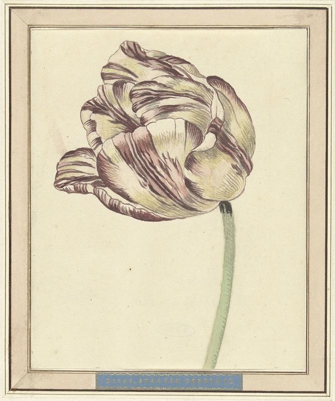 Tulp, met de naam Bisar, Staaten Generaal — Daniël Marot the younger