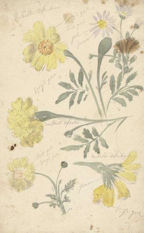 Bloemstudies van afrikaantjes by Elias van Nijmegen, 1677 - 1755 — digital art print download