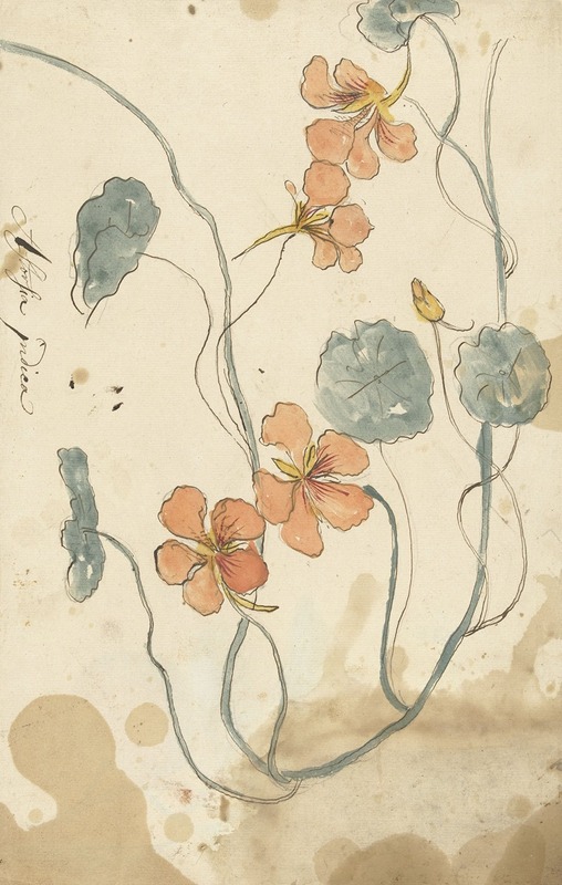 Oostindische kers by Элиас ван Неймеген, 1677 - 1755 — digital art print download