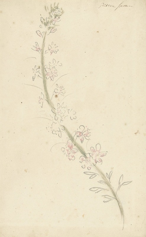 Ridderspoor by Элиас ван Неймеген, 1677 - 1755 — digital art print download