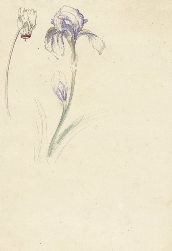 Studie van iris en cyclaam by Элиас ван Неймеген, 1677 - 1755 — digital art print download