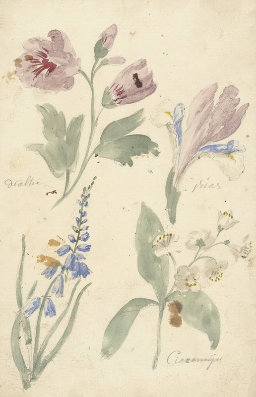 Studies van bloemen waaronder een iris — Elias van Nijmegen