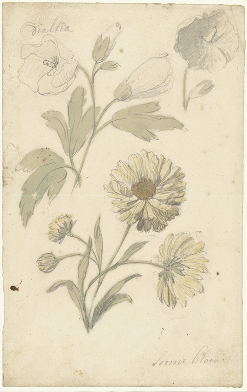 Studies van zonnebloemen en dialtia — Elias van Nijmegen