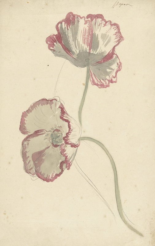 Two Studies of a Poppy — Элиас ван Неймеген