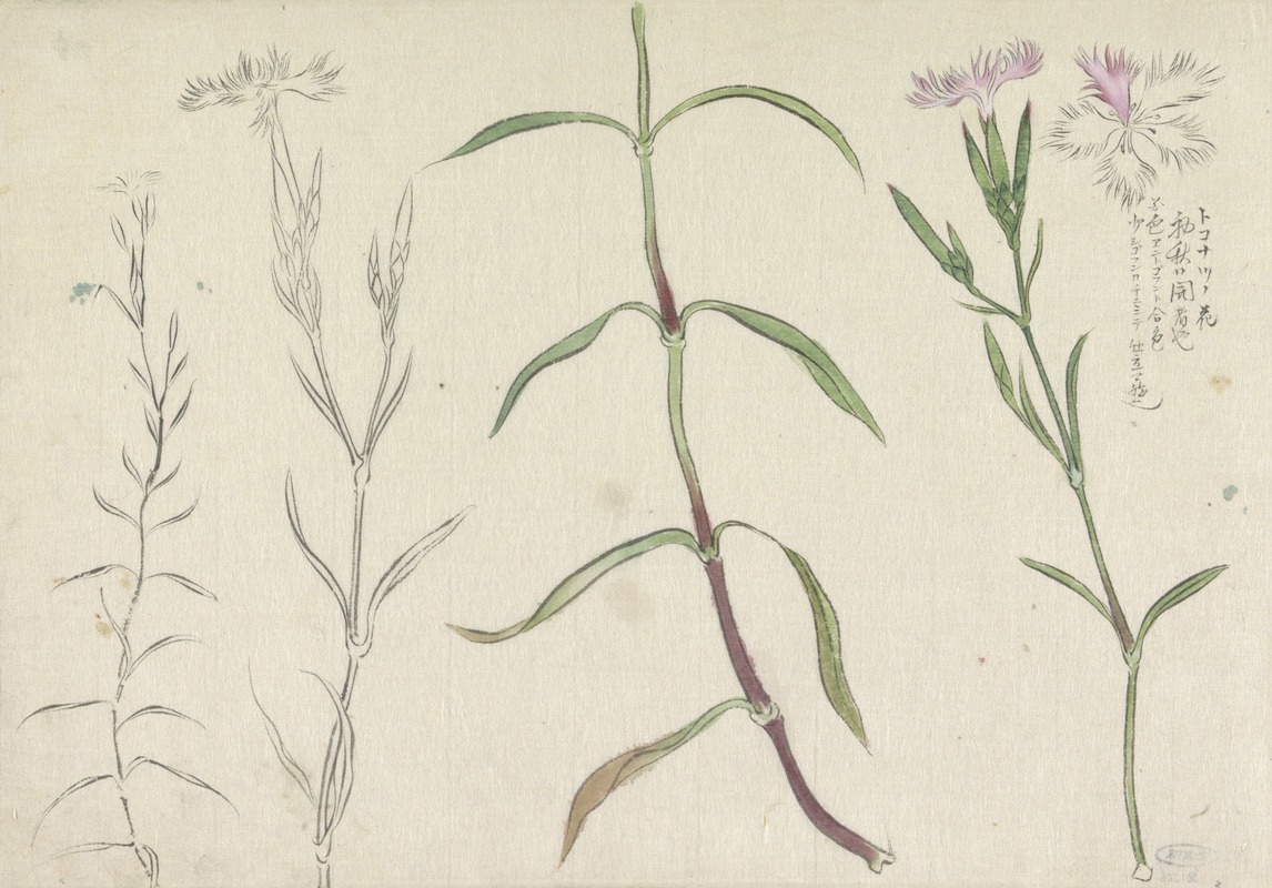 Schetsblad met studies van een wilde anjelier by Ishikawa Kazan, 1800 - 1900 — digital art print download