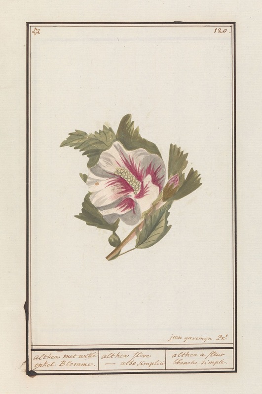 Hibiscus (Hibiscus syriacus) by Jan Anton Garemyn, 1790 - 1799 — digital art print download
