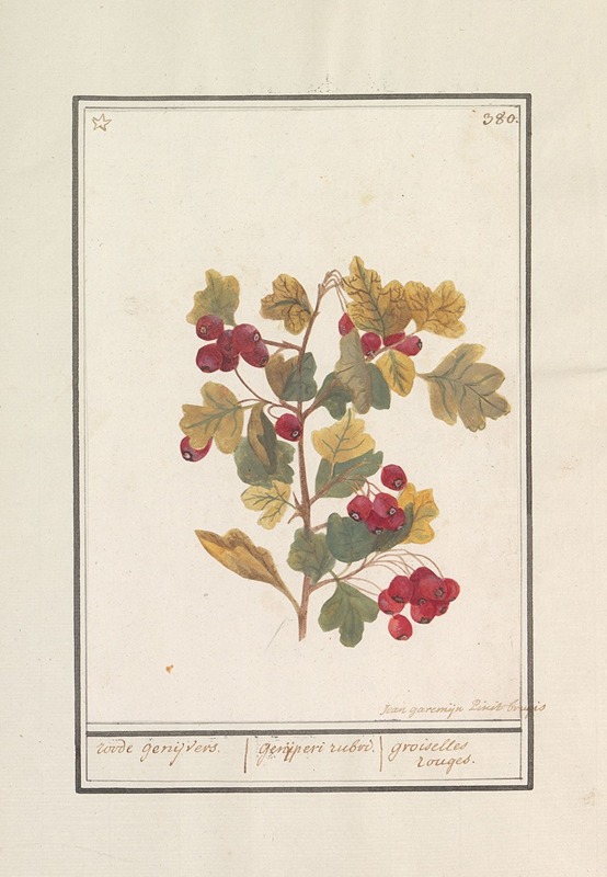 Meidoorn (Crataegus) by Jan Anton Garemyn, 1790 - 1799 — digital art print download