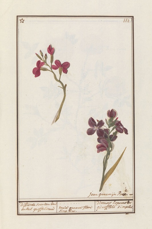 Muurbloem (Erysimum cheiri) by Jan Anton Garemyn, 1790 - 1799 — digital art print download