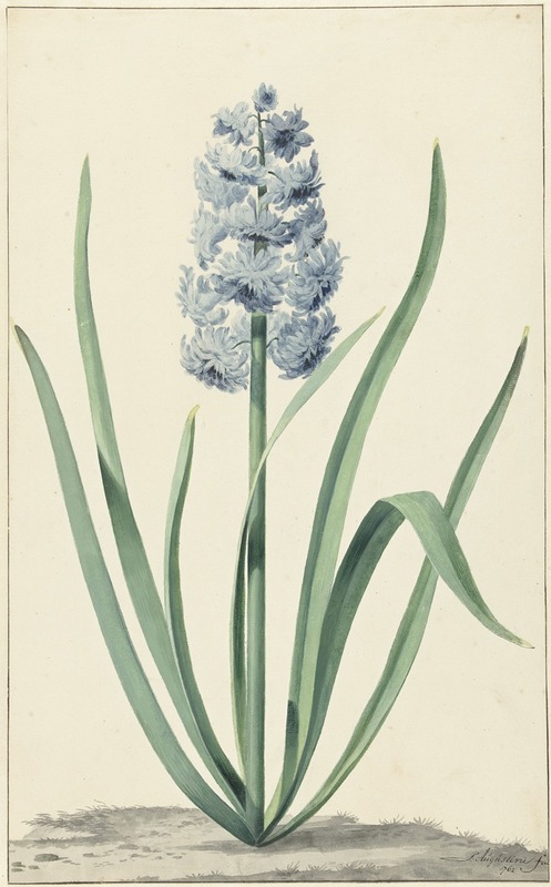 De blauwe hyacint Franciscus Primus by Jan Augustini, 1762 — digital art print download