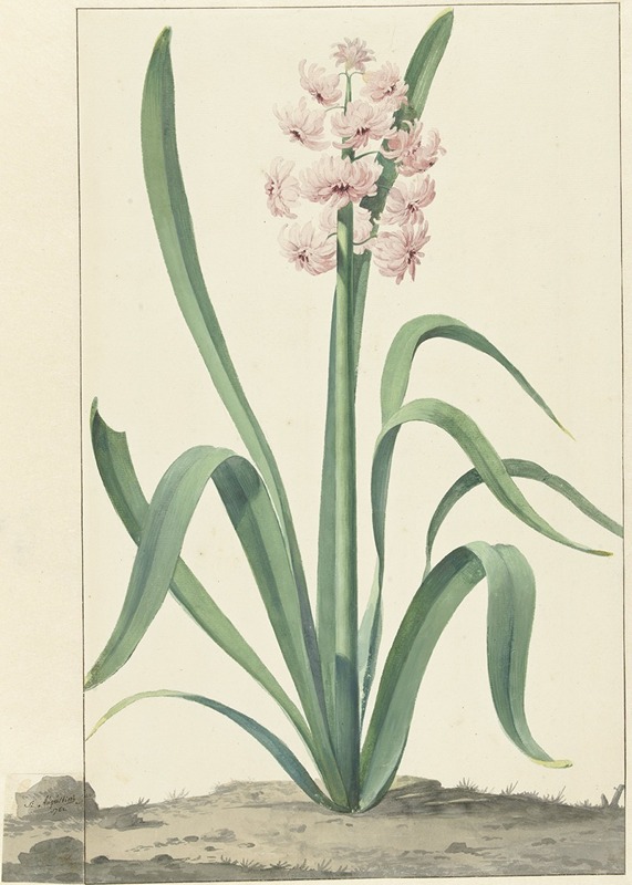 De roze hyacint Rex Rubrorum by Jan Augustini, 1762 — digital art print download