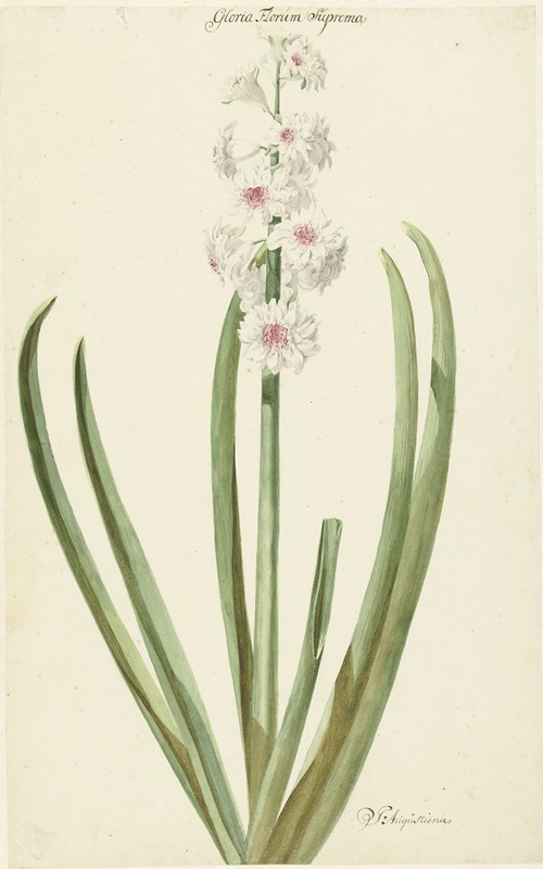 De rozewitte hyacint Gloria Florum Suprema — Jan Augustini