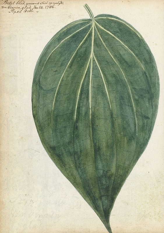 Sirih of betelblad — Jan Brandes