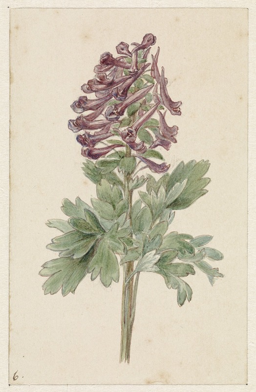 Bloeiende Corydalis bulbosa by Jan Jacob Goteling Vinnis, 1831 - 1900 — digital art print download