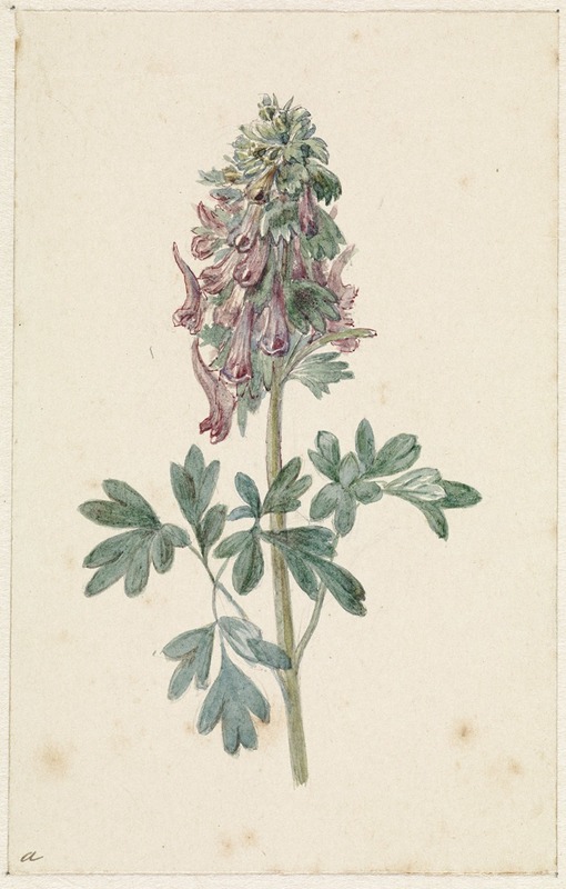Bloeiende Corydalis bulbosa by Jan Jacob Goteling Vinnis, 1831 - 1900 — digital art print download