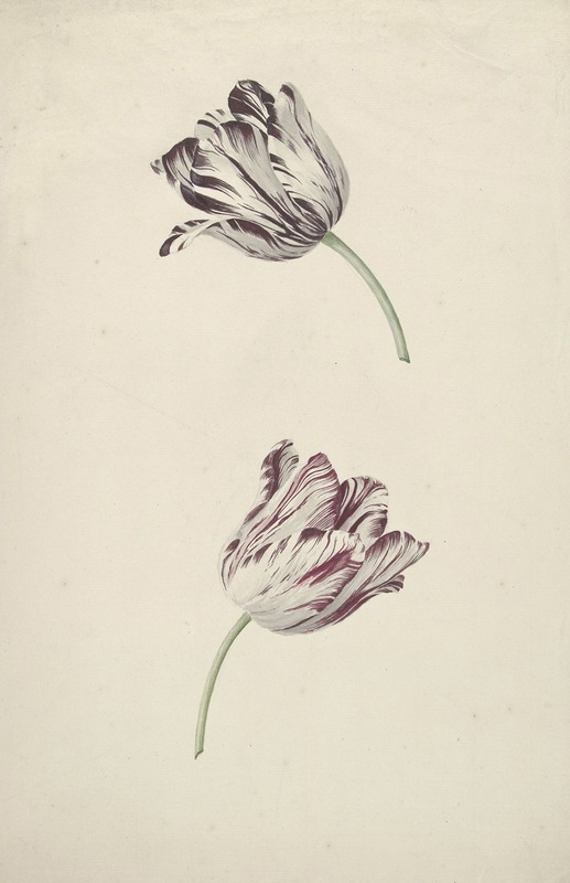 Two Red-and-white Tulips by Jan Laurensz. van der Vinne, 1744 - 1805 — digital art print download
