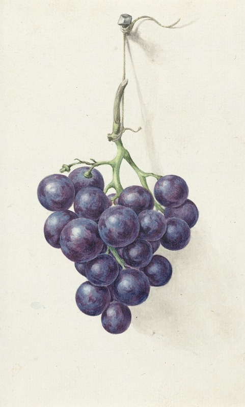 Tros blauwe druiven by Жан Бернар, 1775 - 1833 — digital art print download