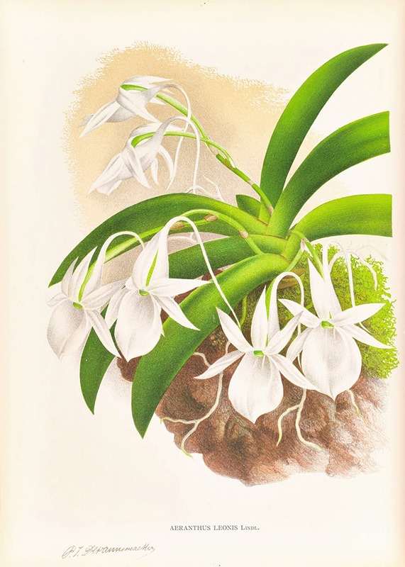 Aeranthus Leonis by Jean Jules Linden, 1885-1906 — digital art print download