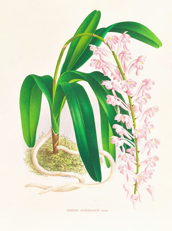 Aerides augustianum by Jean Jules Linden, 1885-1906 — digital art print download