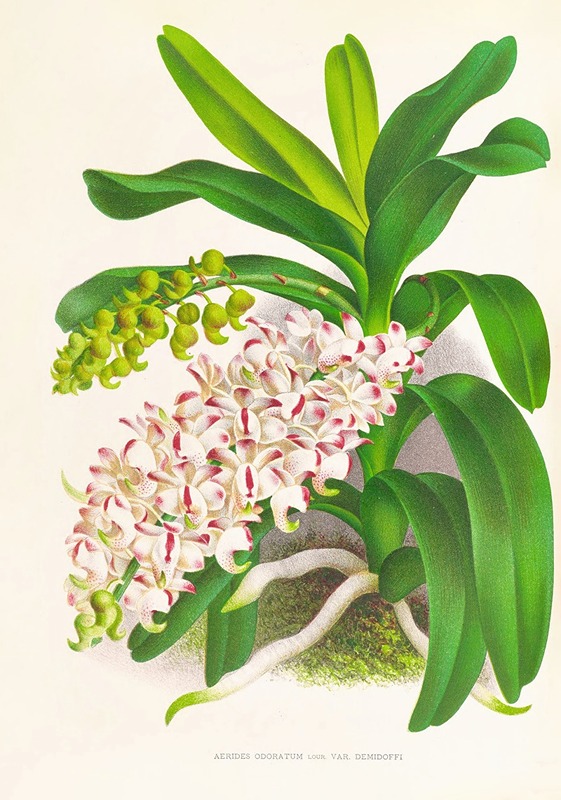 Aerides Odoratum by Jean Jules Linden, 1885-1906 — digital art print download