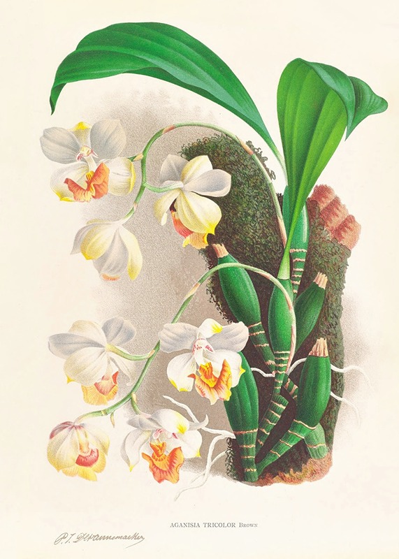 Aganisia tricolor by Jean Jules Linden, 1885-1906 — digital art print download