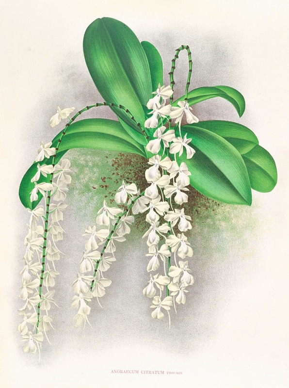 Angraecum citratum by Jean Jules Linden, 1885-1906 — digital art print download