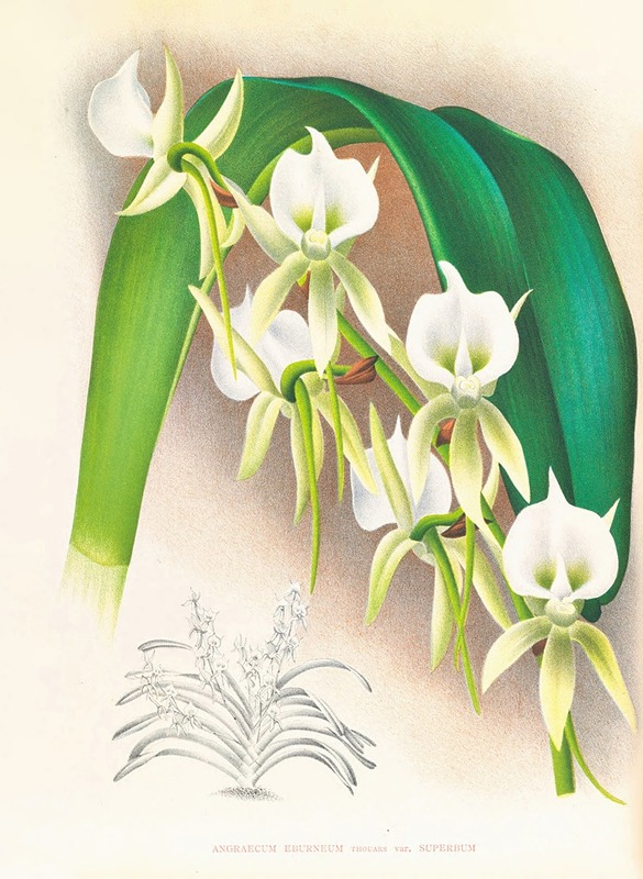 Angraecum eburneum var superbum by Jean Jules Linden, 1885-1906 — digital art print download