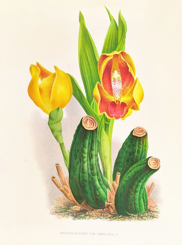Anguloa Ruckeri var media by Jean Jules Linden, 1885-1906 — digital art print download