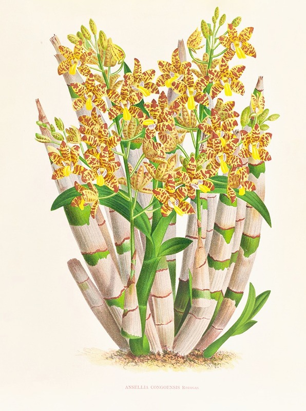 Ansellia congoensis by Jean Jules Linden, 1885-1906 — digital art print download