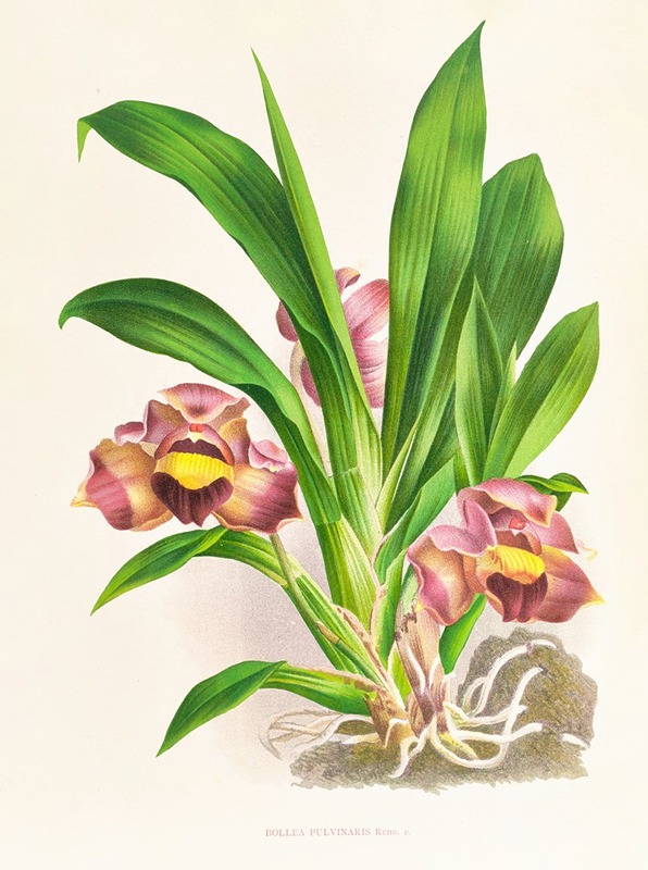 Bollea pulvinaris by Jean Jules Linden, 1885-1906 — digital art print download