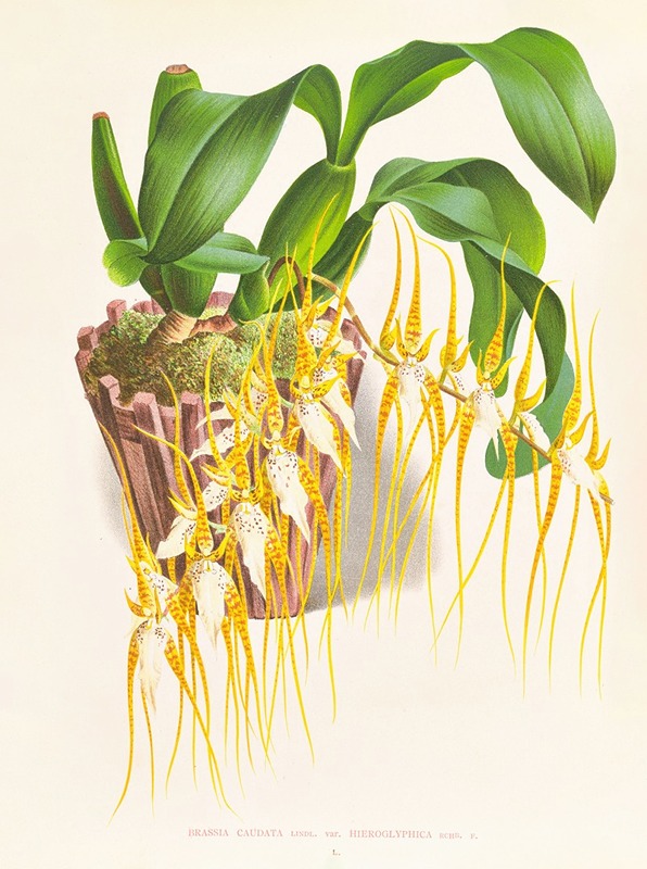 Brassia caudata by Jean Jules Linden, 1885-1906 — digital art print download