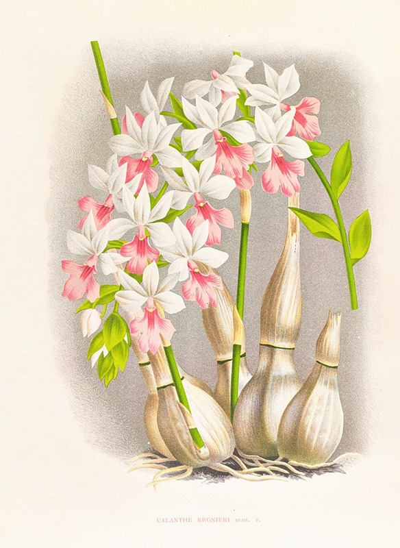 Calanthe regnieri by Jean Jules Linden, 1885-1906 — digital art print download