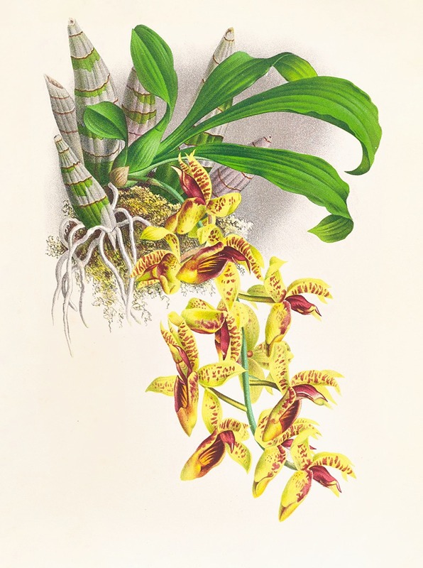 Catasetum galeritum by Jean Jules Linden, 1885-1906 — digital art print download