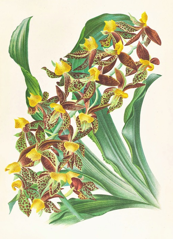 Catasetum rodigasianum by Jean Jules Linden, 1885-1906 — digital art print download