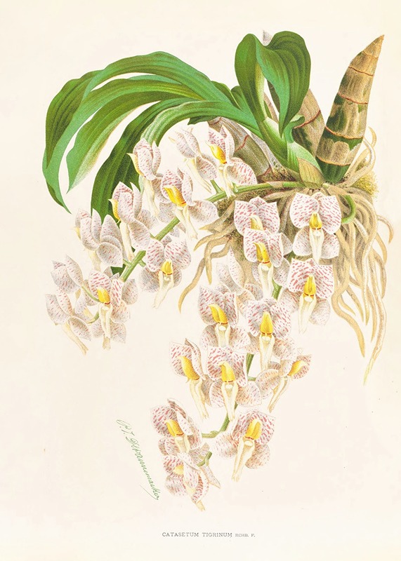 Catasetum tigrinum by Jean Jules Linden, 1885-1906 — digital art print download