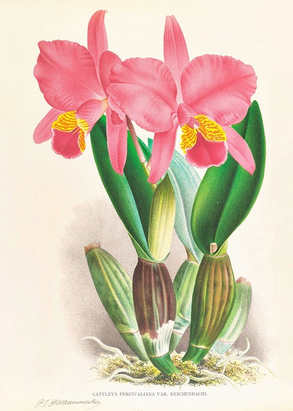 Cattleya percivaliana var reichenbachi — Jean Jules Linden