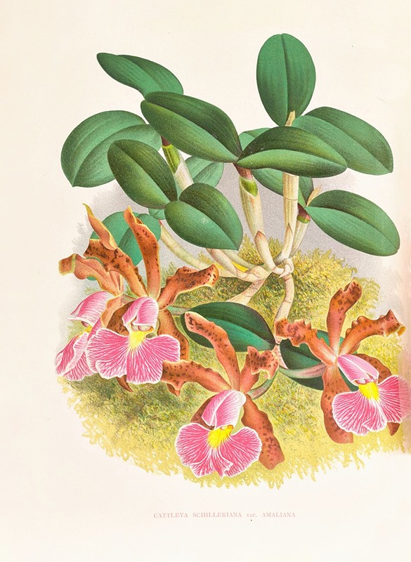 Cattleya schilleriana by Jean Jules Linden, 1885-1906 — digital art print download
