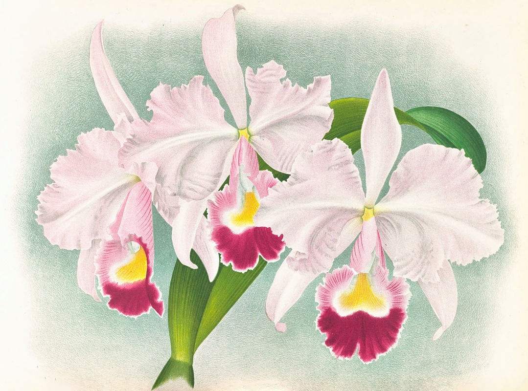 Cattleya Trianae var Martin-Cahuzac — Jean Jules Linden