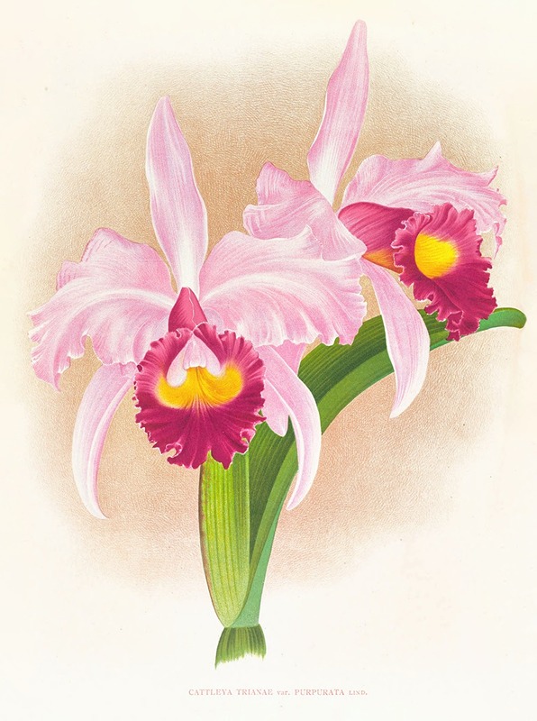 Cattleya Trianae var purpurata — Jean Jules Linden