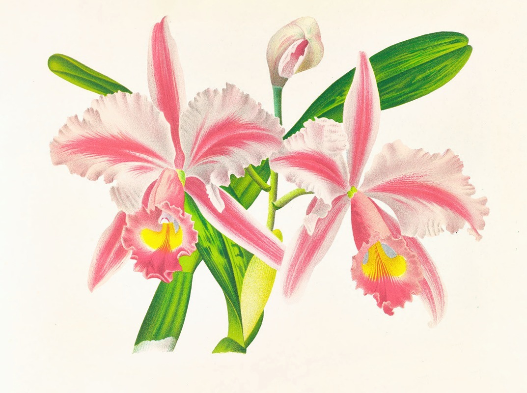 Cattleya Trianae var striata by Jean Jules Linden, 1885-1906 — digital art print download