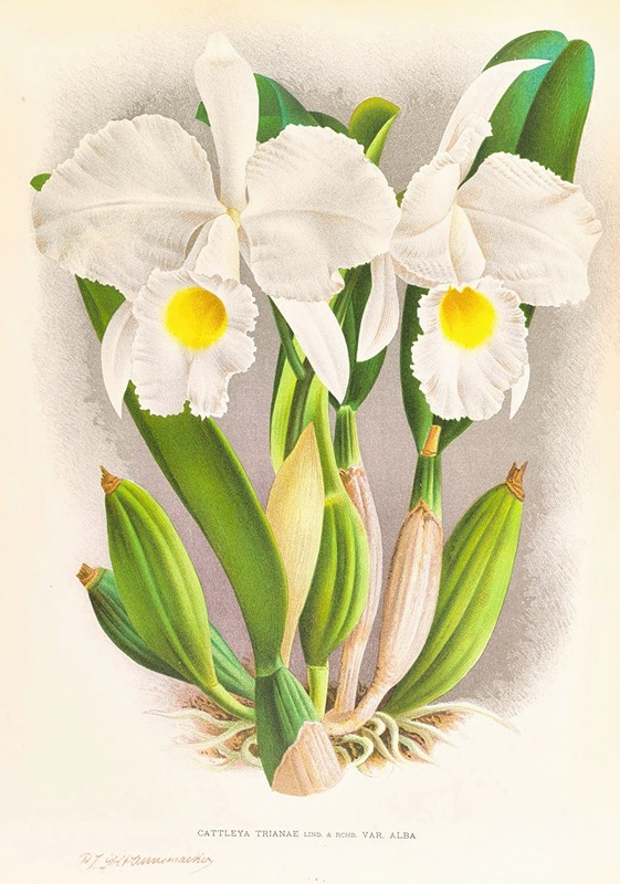 Cattleya Trianae by Jean Jules Linden, 1885-1906 — digital art print download