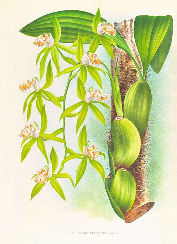 Coelogyne peltastes by Jean Jules Linden, 1885-1906 — digital art print download