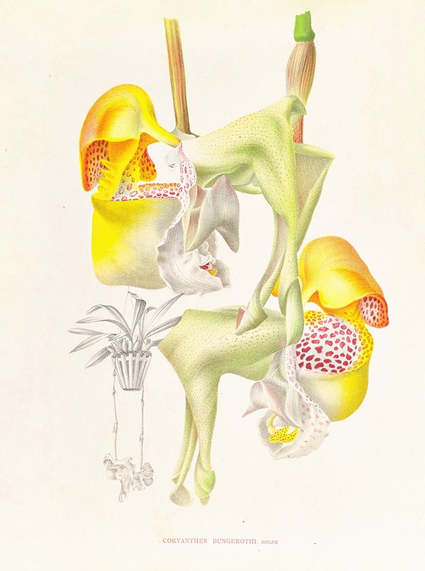 Coryanthes bungerothi by Jean Jules Linden, 1885-1906 — digital art print download