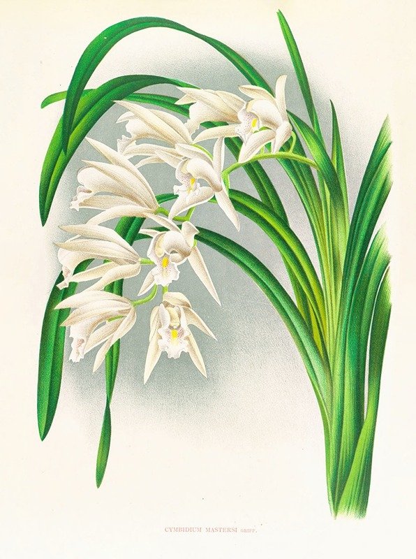 Cymbidium mastersi by Jean Jules Linden, 1885-1906 — digital art print download