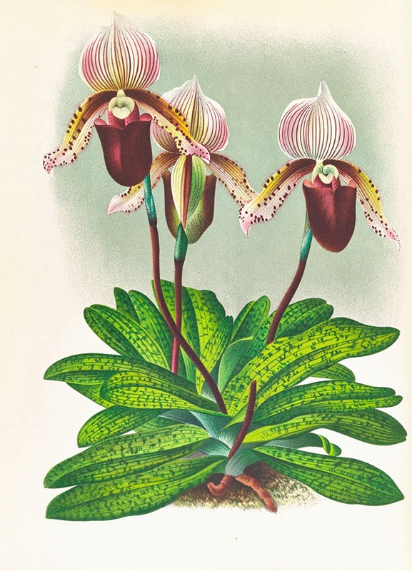Cypripedium barbato veitchianum — Jean Jules Linden
