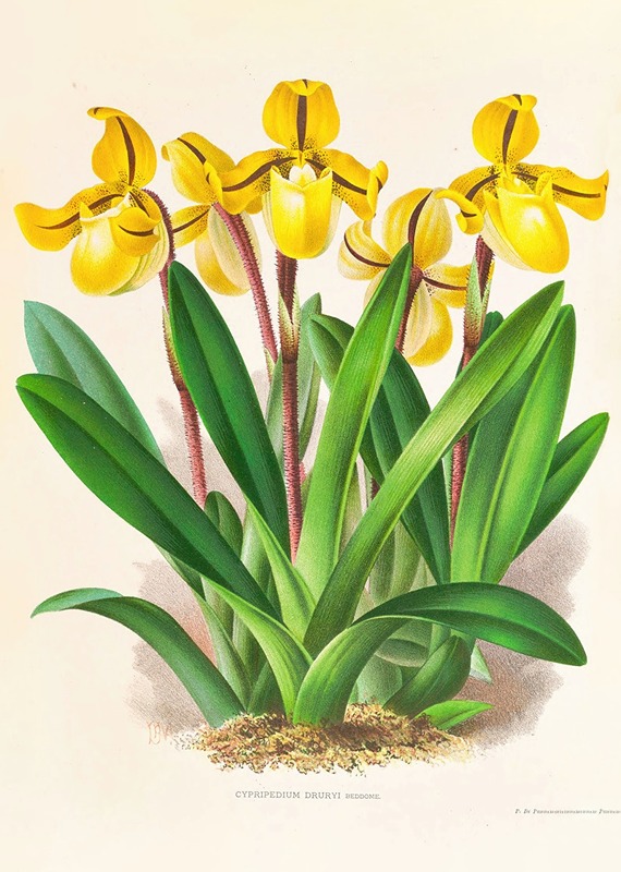 Cypripedium Druryi by Jean Jules Linden, 1885-1906 — digital art print download